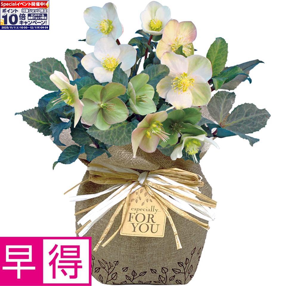 ★エントリーでポイント10倍★【冬の贈りもの早得】ジョルディカワムラクリスマスローズ「シューティング..