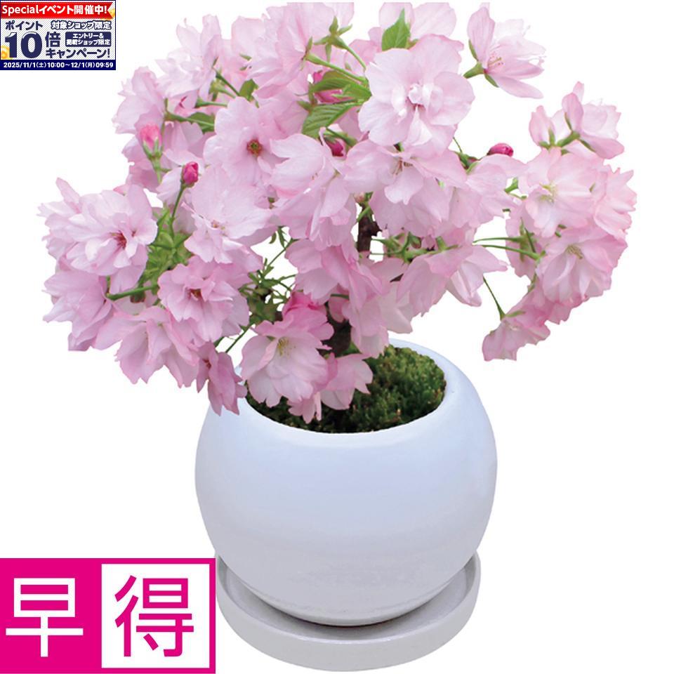 ★エントリーでポイント10倍★【冬の贈りもの早得】フローラル・プロダクツテーブル盆栽「旭山桜」