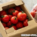 【岐阜 スマイルふぁーむ】 フルティカ(ミディトマト) 840g ※出荷は毎週火・金曜です。