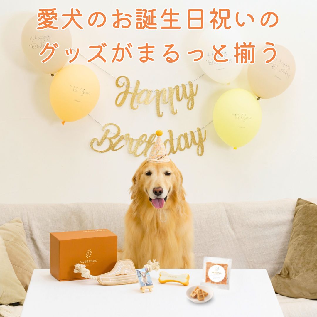 ハッピーバースデーBOX 7点セット 愛犬 獣医師 ペット用品取扱士 商品監修 誕生日 マイベスティー 帽子 衣装 ファッション おもちゃ トイ ロープ おやつ トリーツ プレゼント ペット グッズ パ…