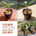 アデニウム 観葉植物 多肉植物 送料込み ギフト プレゼント 砂漠のバラ お祝い 癒し ミニ観葉 お手軽 インテリア サボテン 記念 贈り物 栽培 おしゃれ かわいい