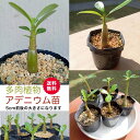 アデニウム 観葉植物 多肉植物 送料込み ギフト プレゼント 砂漠のバラ お祝い 癒し ミニ観葉 お手軽 インテリア サボテン 記念 贈り物 栽培 おしゃれ か...
