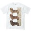 ミニチュア ダックスフンド(三色ダックス)犬/半袖Tシャツ 2,420円
