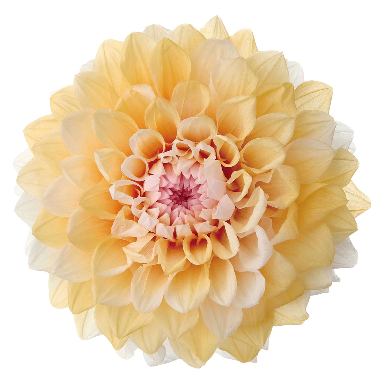 プリザーブドフラワー花材ダリア・グ...