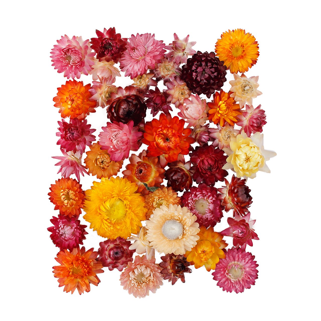 【東京堂 公式】麦わら菊ヘッドミックス 岡山産 ドライフラワー 1袋 ナチュラル FD001489【ドライフラワー 花材】