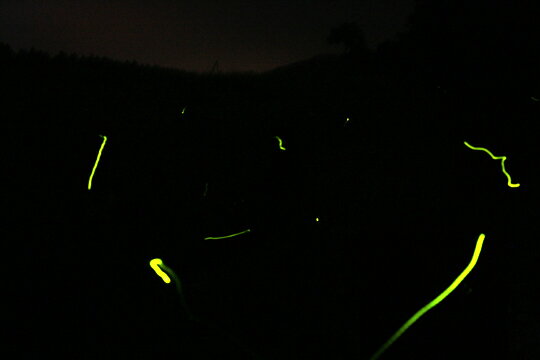 米 お米 5kg 7分づき 令和7年 新潟 こしひかり 新潟産 棚田米 コシヒカリ 高級米 胚芽米 胚芽精米