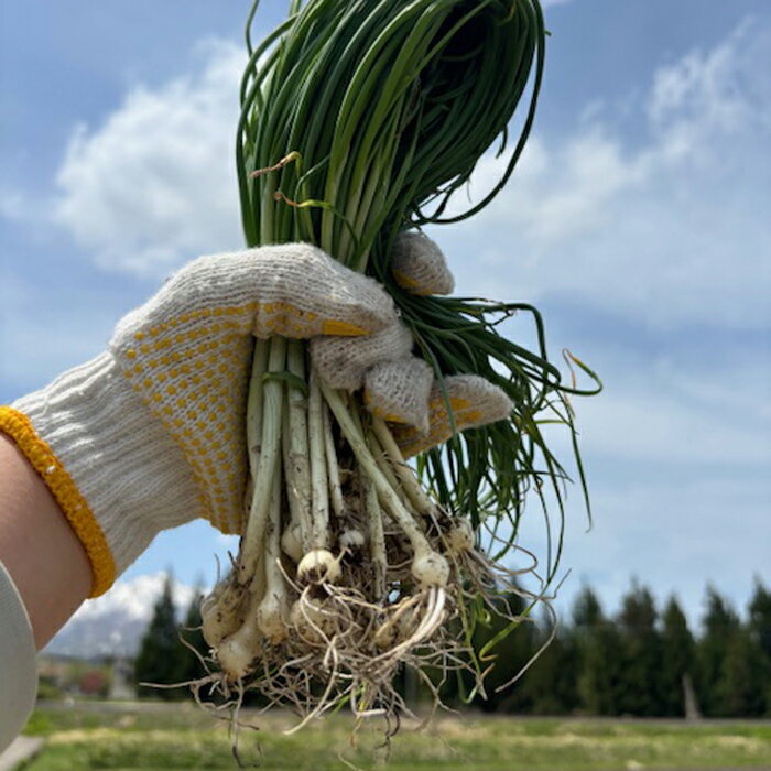 樂天商城 - ノビロ 500g 新潟産 妙高 高原 天然 ノビル 山菜