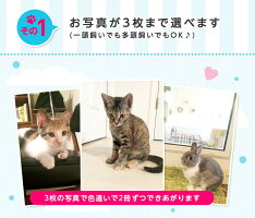 マイペリドットオリジナルメモ帳「うちの子メモセット」ペット猫ねこうさぎ犬出産祝いプレゼントおもしろ記念品ノベルティ出産祝い印刷父の日退職祝い入園入学卒業誕生日プレゼントお中元