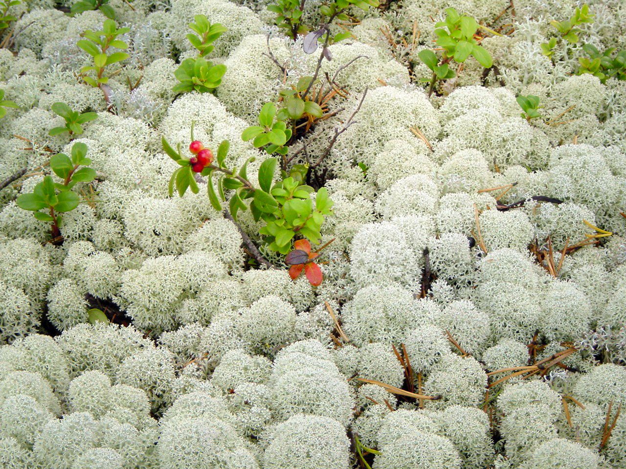 ���ꤷ�ʤ��Ƥ�OK�����ƥʥ󥹥ե꡼��ŷ���������⥹��ե���ȥ����ס��60cm��40cm��/�⥹���ݡ�����/�ץꥶ���֥ɥե��ֺ�