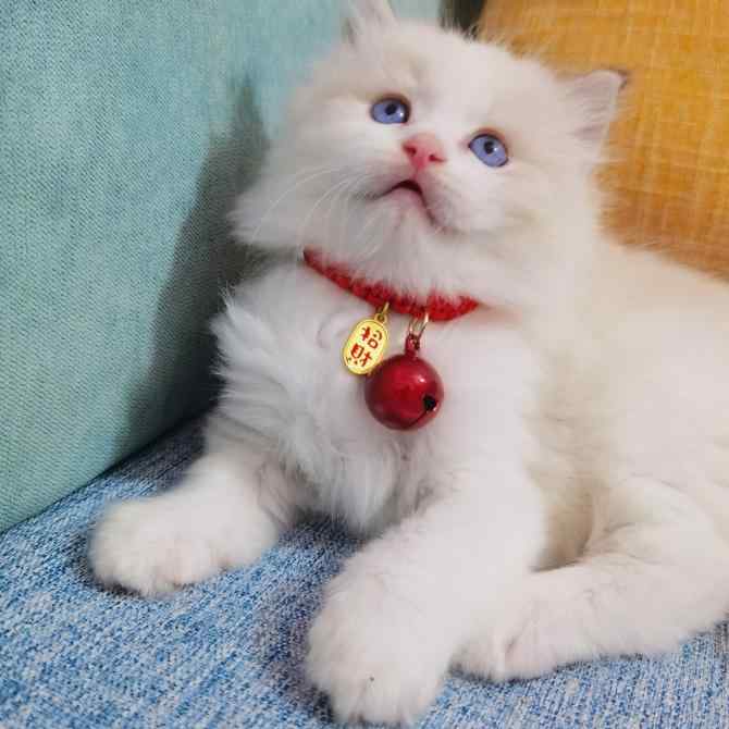 ペット ネックレス アクセサリー ワンちゃん 猫ちゃん おしゃれファッション ペット ラッキー 猫 犬 ベル 首輪 新年 写真 飾り ペット フォト