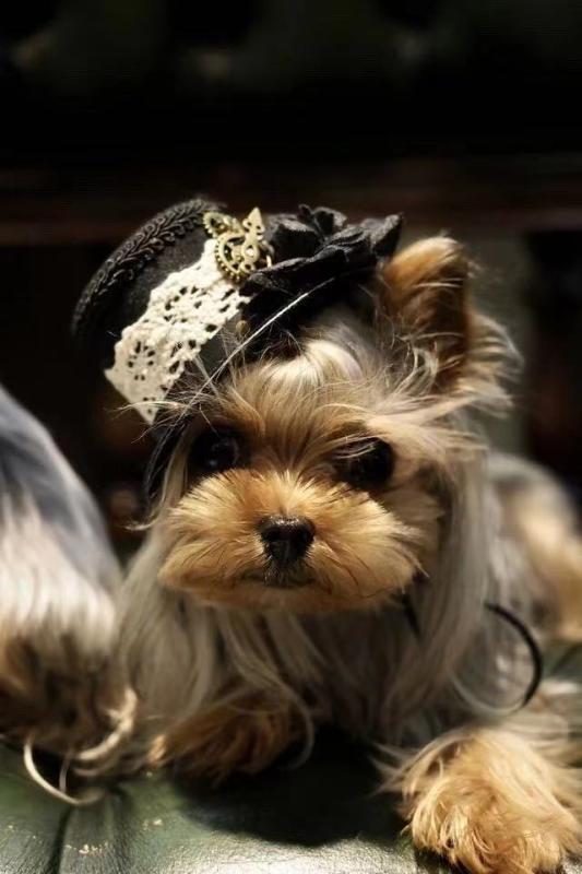 シルクハット スチーム パンク ミニ ペット キャットウォーク 写真 猫 犬 小さい レトロ かわいい ハット 帽子