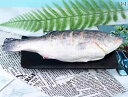 食品サンプル 模型 業務用 店舗用品 料理 調理 模擬 食品 食べ物 精巧 飲食店 見本 店頭 リアル 芸術的 おいしそう 魚