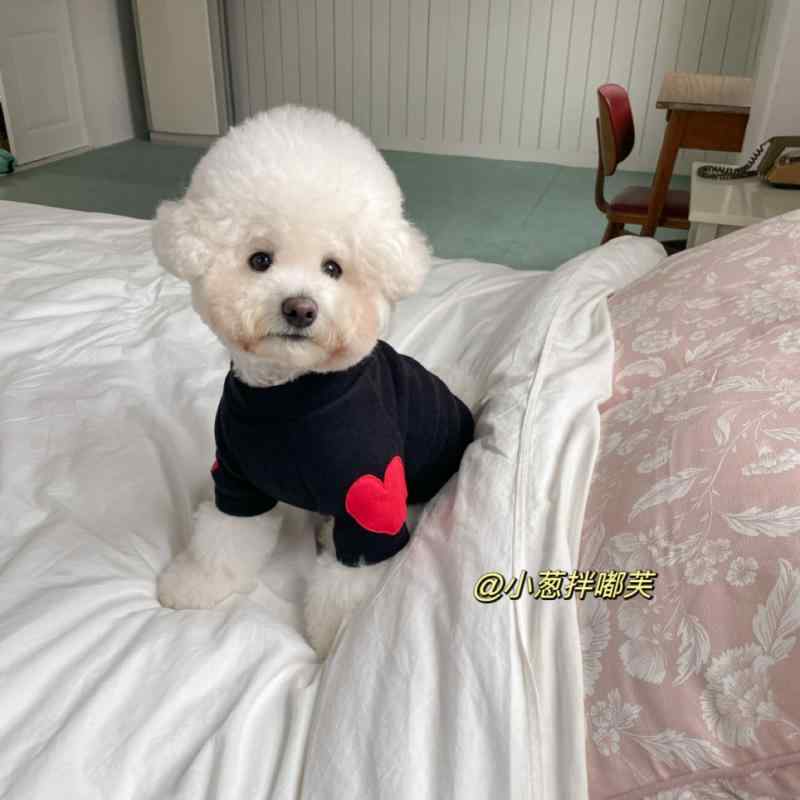 ペット服 洋服 ワンちゃん 猫ちゃん おしゃれファッション 犬 春 暖かい ハート トレーナー テディ ポメラニアン マルチーズのサムネイル