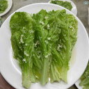 食品サンプル 模型 業務用 店舗用品 模擬 食品 食べ物 精巧 飲食店 見本 店頭 リアル 野菜 葉 小道具