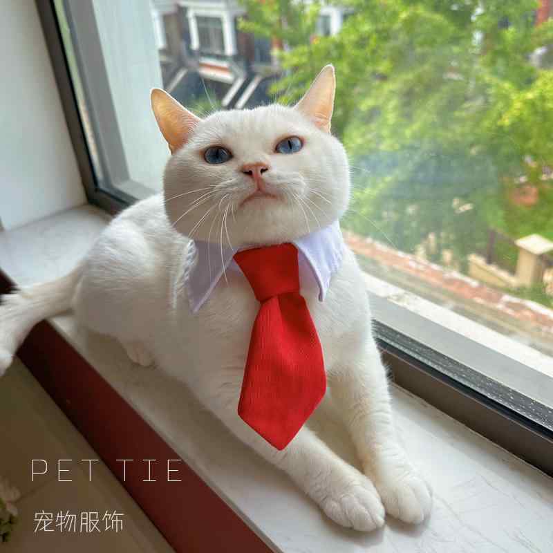 ねこ おしゃれ 首輪 犬 蝶 ネクタイ リボン 襟 面ファスナー ペット 写真 撮影 小道具 パーティー 結婚..