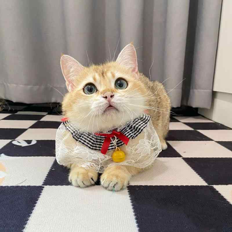 ペット用 ハンドメイド レース 首輪 鈴付き 猫 犬用 小型犬 中型犬 スタイ アクセサリー カジュアル おしゃれ ピンク ブラック チェック柄 オールシーズン かわいい(x2)