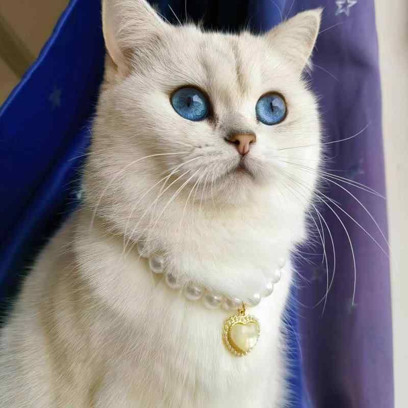 ペット用首輪 犬 猫 兼用 ハート型 カラフルシェルチャーム おしゃれ かわいい 軽量 小型犬 子犬 パピー向け ファッションアクセサリー オールシーズン対応 Sサイズ(x2)