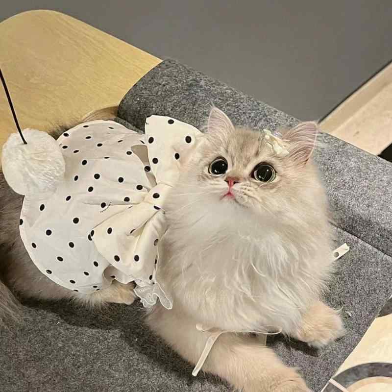 犬服 猫服 UVカット ワンピース 上品 エレガント 小型犬 子犬 春夏 トイプードル ビションフリーゼ ヨ..