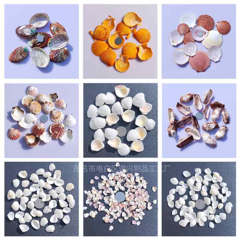 貝殻 天然 巻き貝 ホタテシェル アワビ 二枚貝 アクアリウム 水槽 レイアウト 観賞用 インテリア 雑貨 DIY ハンドメイド クラフト 素材 1-10cm(3)