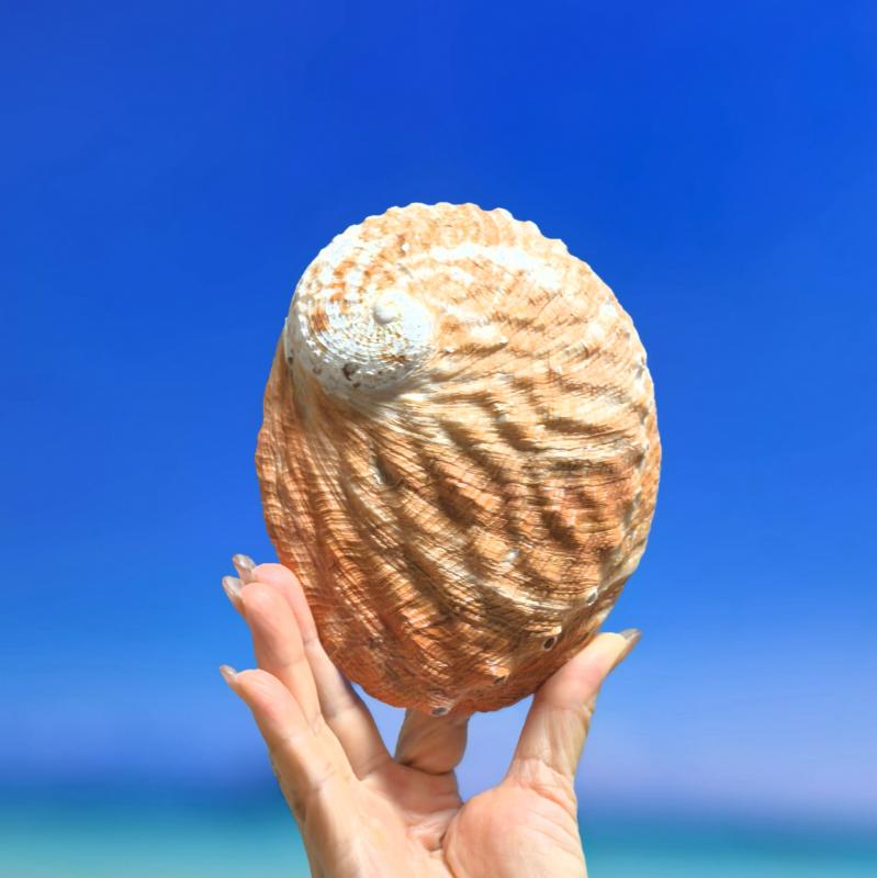 インテリア雑貨 セージ置き 小物入れ アクセサリートレイ 天然シェル オーストラリア産 赤アワビ 貝殻 ..