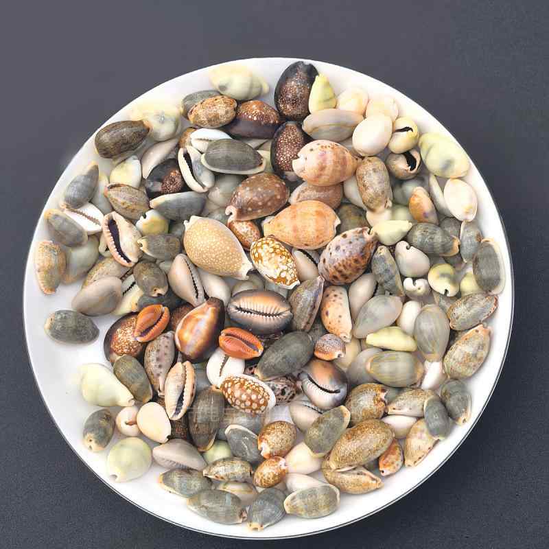 貝殻 天然 タカラガイ ミックス セット 水槽 アクアリウム 水中 レイアウト 装飾 飾り 観賞用 部屋 イ..