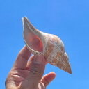 貝殻 チューリップシェル 天然 大型 巻き貝 珊瑚 オブジェ 置物 水槽 レイアウト アクアリウム インテリア 癒し効果 海の音 プレゼント ギフト