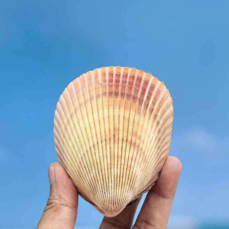 貝殻 天然 自然素材 巨大 大型 巻き貝 鳥尾蛤 コックル 置物 オブジェ 水槽 アクアリウム レイアウト 装飾 標本 コレクション インテリア ディスプレイ 観賞用