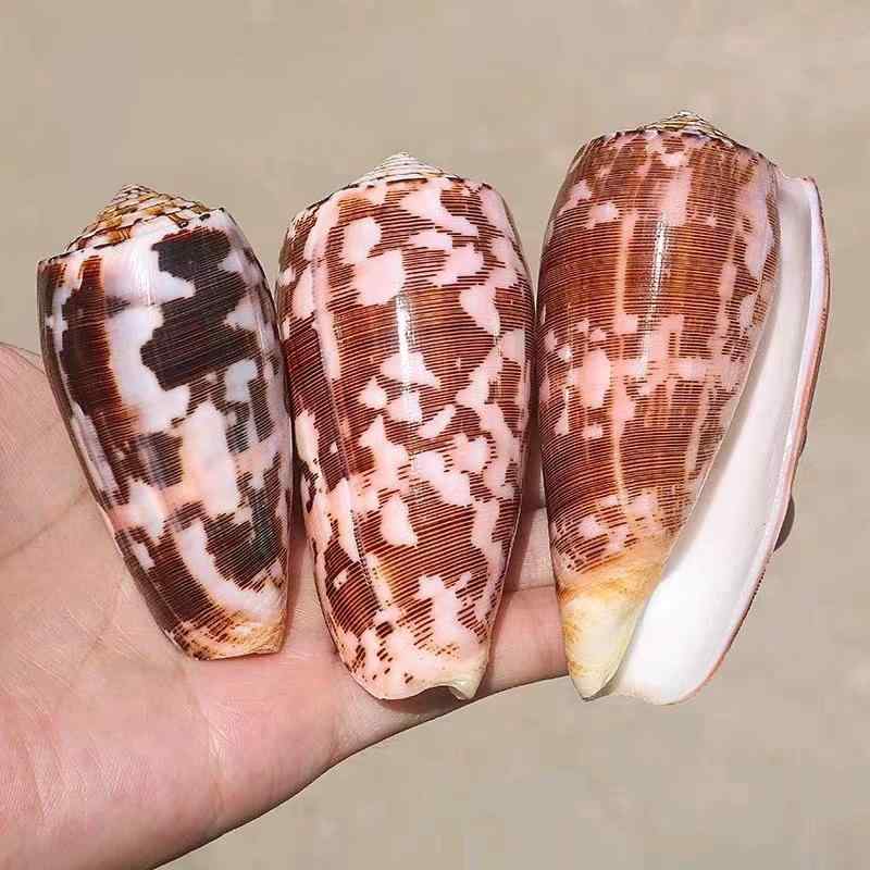 置物 天然 巻き貝 貝殻 キラー 織り錦 トウモロコシ 高貴 イモガイ 各種 水槽 装飾 レイアウト アクアリウム オブジェ インテリア 新中..