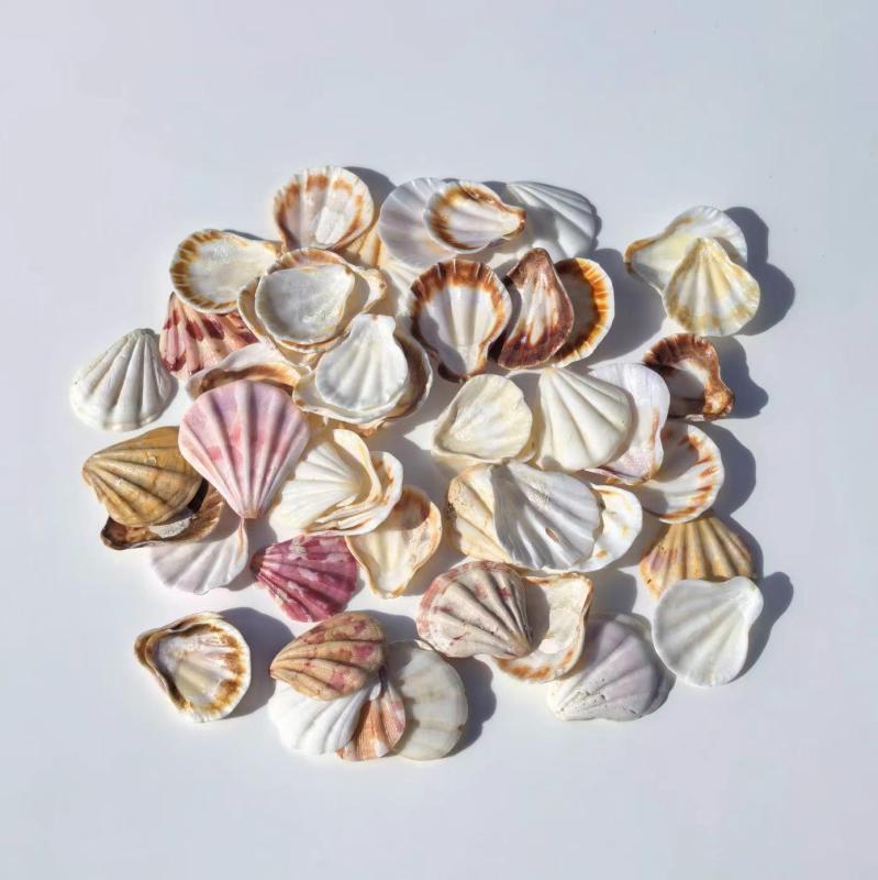 貝殻 天然素材 ローズ扇貝 巻貝 DIY ハンドメイド クラフト 材料 ウォールデコレーション アクアリウム 水槽飾り ミニチュアオブジェ ..