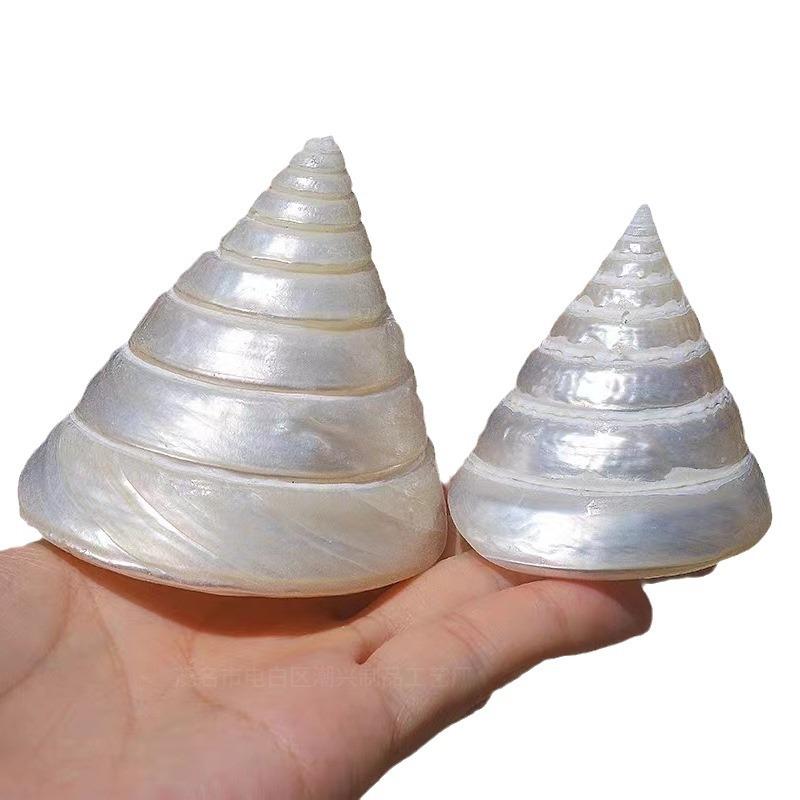 アクアリウム 水槽用 装飾 天然 貝殻 巻貝 夜光 小型タケノコ貝 パールタケノコ貝 レイアウト オブジェ 標本 置物 観賞用 インテリア(x3)