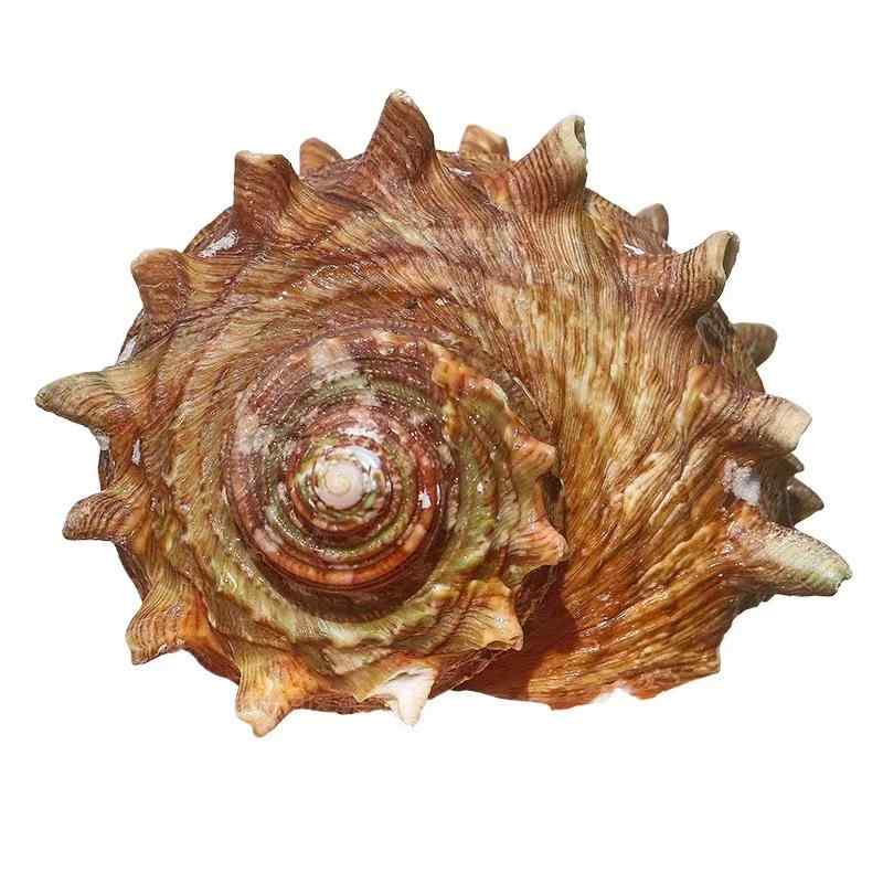 天然貝殻 置物 ホラ貝 サザエ インテリア雑貨 コレクション 水槽 アクアリウム 飾り 結婚式 ウェディン..