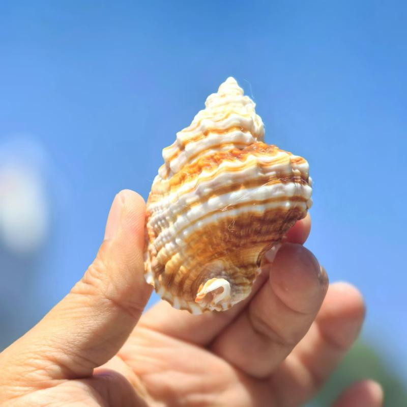 貝殻 天然 ツイスト 螺旋 コンクシェル コレクション 標本 観賞用 マリン 地中海風 インテリア 水槽 アクアリウム レイアウト ディスプレイ 装飾 オブジェ ギフト プレゼント 4cm 5cm 6cm(x3)