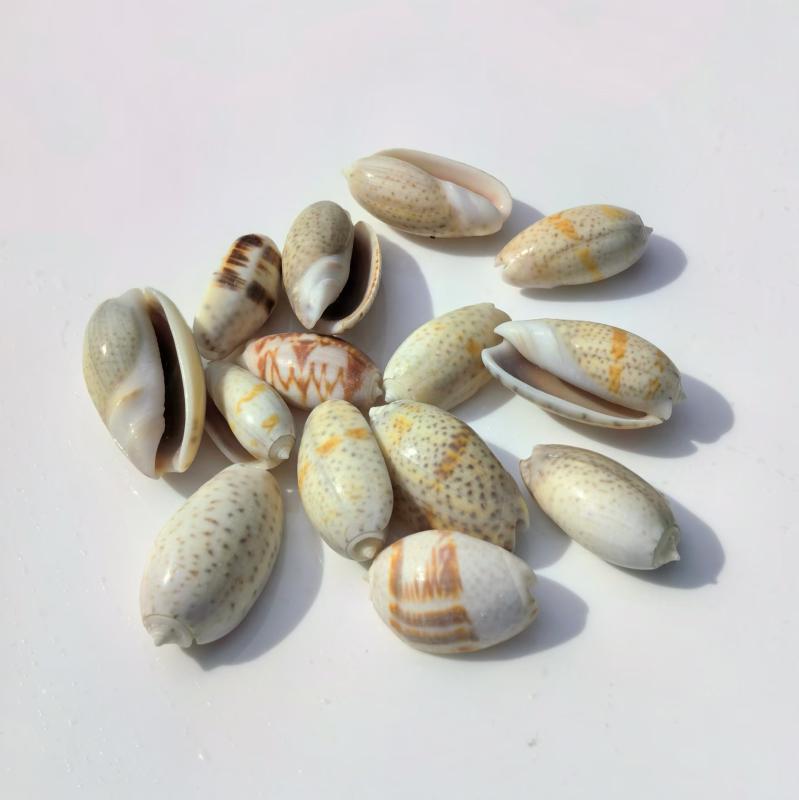 貝殻 天然巻貝 アワブネガイ 2-4cm 標本 コレクション ディスプレイ 台座 壁飾り ウォールデコ 装飾品 オブジェ インテリア 置物 飾り 小物 おしゃれ ユニーク(x2)