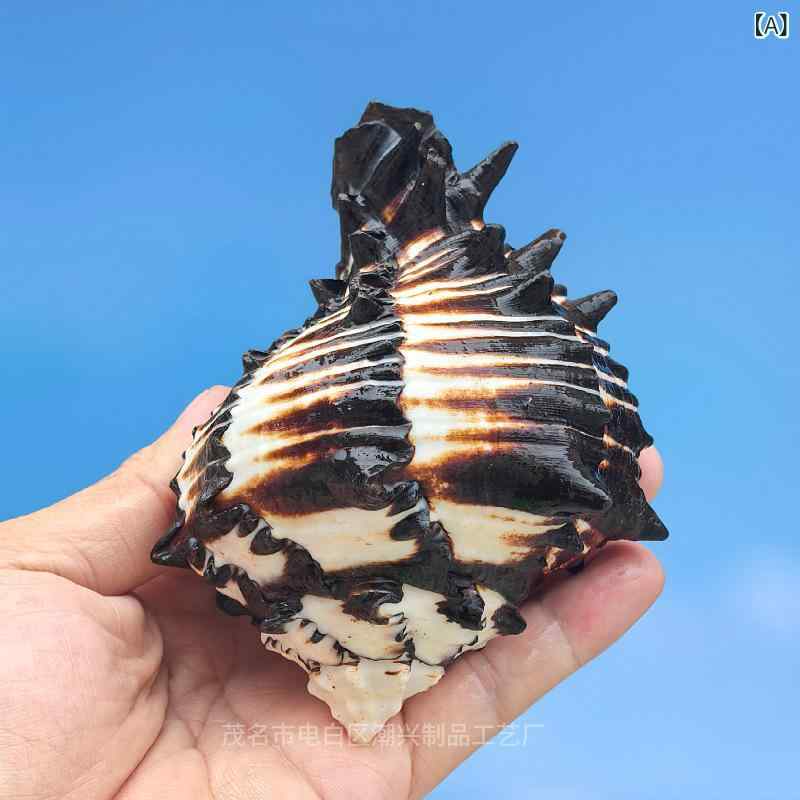 天然貝殻 水槽 アクアリウム レイアウト インテリア オブジェ コレクション 海螺 黒ゼブラボラ貝 チヂ..