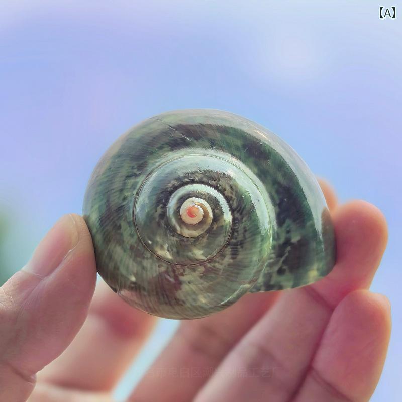 アクアリウム 水槽 レイアウト 貝殻 天然シェル ヤドカリ 住み替え 隠れ家 観賞魚 装飾 オブジェ 自然の彩り 緑古文巻貝 黄色ターバンシェル