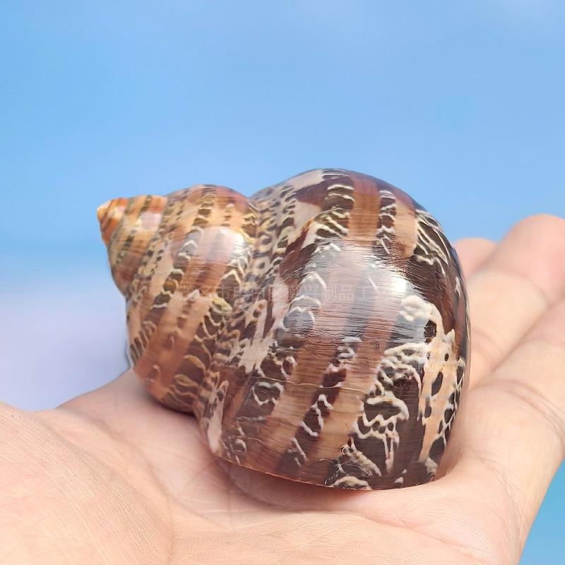 水槽用飾り ヤドカリ 交換シェル 隠れ家 ホラガイ 巻貝 リュウテンサザエ 三湖シクリッド 巻き貝魚 レ..