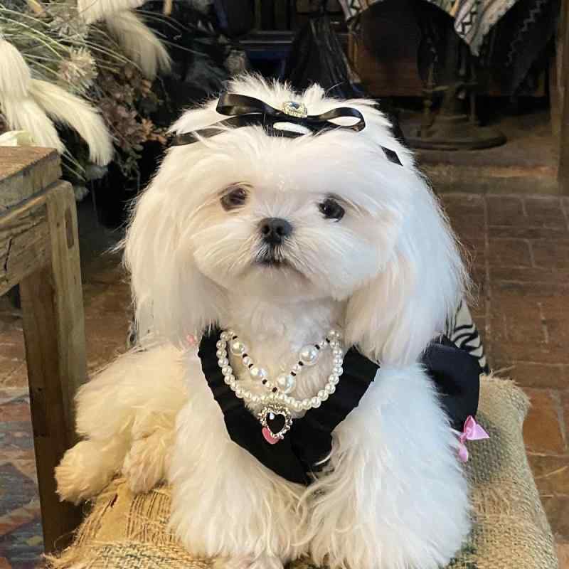 ペット用アクセサリー パール風 ins風デザイン 猫 犬用 小型犬 中型犬 首輪 ネックレス 首飾り 軽量 プ..