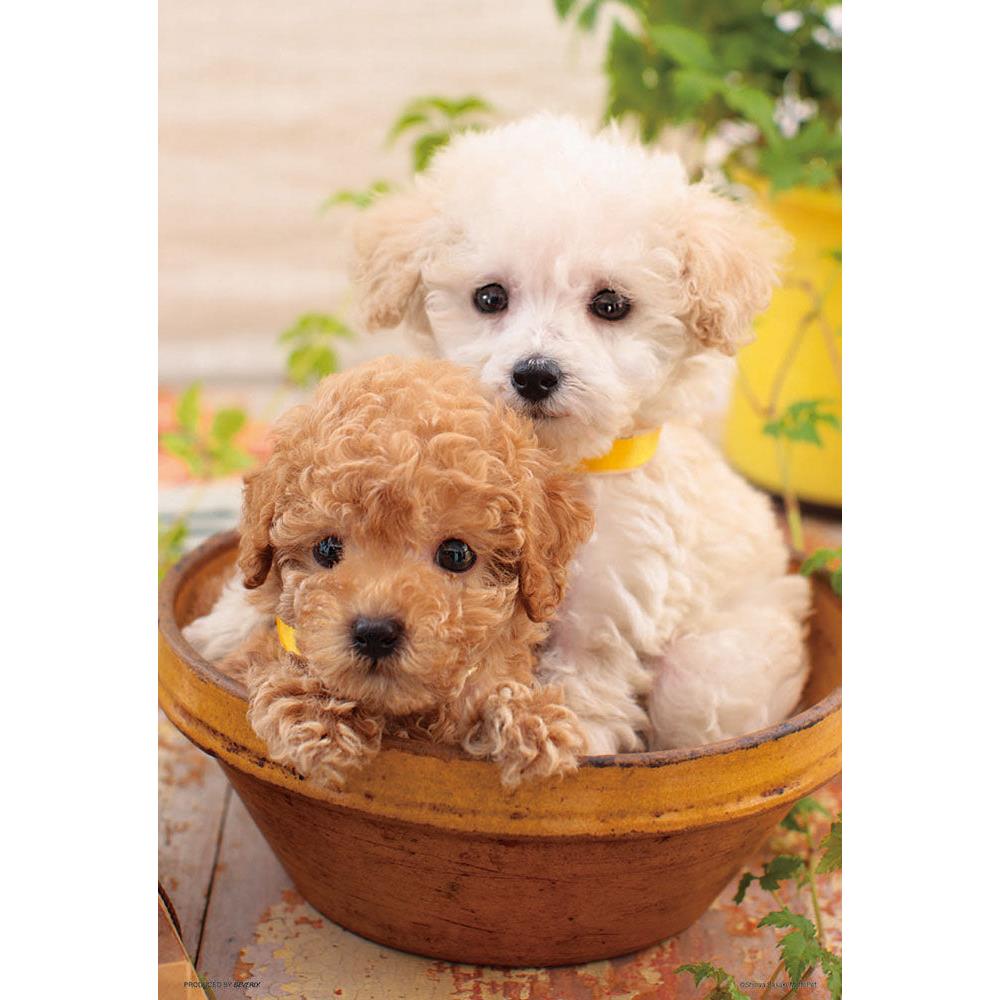 �ڥݥ����5�� �ޥ饽����ָ���ۥ��������ѥ��� �դ��꤬������ P33-193 BEVERLY �ӥХ꡼