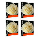 【ポイント5倍!サマーセール】PIRASTRO ワンダートーンソロ バイオリン弦 E(3106) A(3122) D(4103) G(4104) セット 4/4...