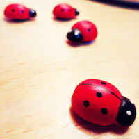 DCMR 文具 【 5個 セット 】てんとう虫 ナチュラル 黒板 ホワイト ボード キッチン 学習 プレゼン マルチ ナチュラル ウッド 両面 テープ (約8x...