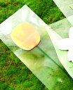 DCMR 【 1点 】黄色 チューリップ 花 付箋 机を彩る フラワー デコレーション 植物 プランター ステーショナリー メモ 帳 パッド
