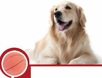 DCMR 【1点 お楽しみカラー】ドッグ キャット バスケット ボール ミニ 弾力 カミカミ トイ 5.7CM タイプ