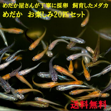 メダカ 生体 稚魚 ミックス 20匹 めだか飼育スタートセット 送料無料 白メダカ 幹之めだか 楊貴妃 青ラメ オロチ めだか色々お楽しみセット 送料無料