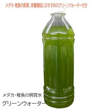 メダカ 生体 稚魚 ミックス 10匹 めだか飼育スタートセット グリーンウォーター付き 送料無料 白メダカ 幹之めだか 楊貴妃 青ラメ オロチ めだか色々お楽しみセット 送料無料