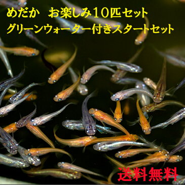 メダカ 生体 稚魚 ミックス 10匹 めだか飼育スタートセット グリーンウォーター付き 送料無料 白メダカ 幹之めだか 楊貴妃 青ラメ オロチ めだか色々お楽しみセット 送料無料