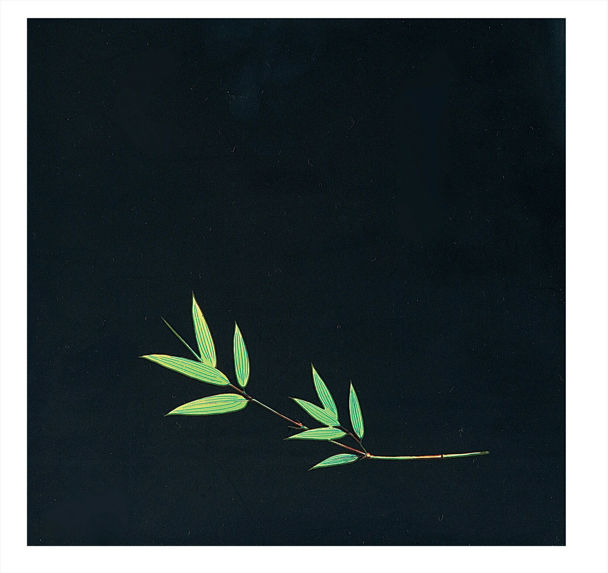 OPクリア四季　笹（200枚入） OS−12−3