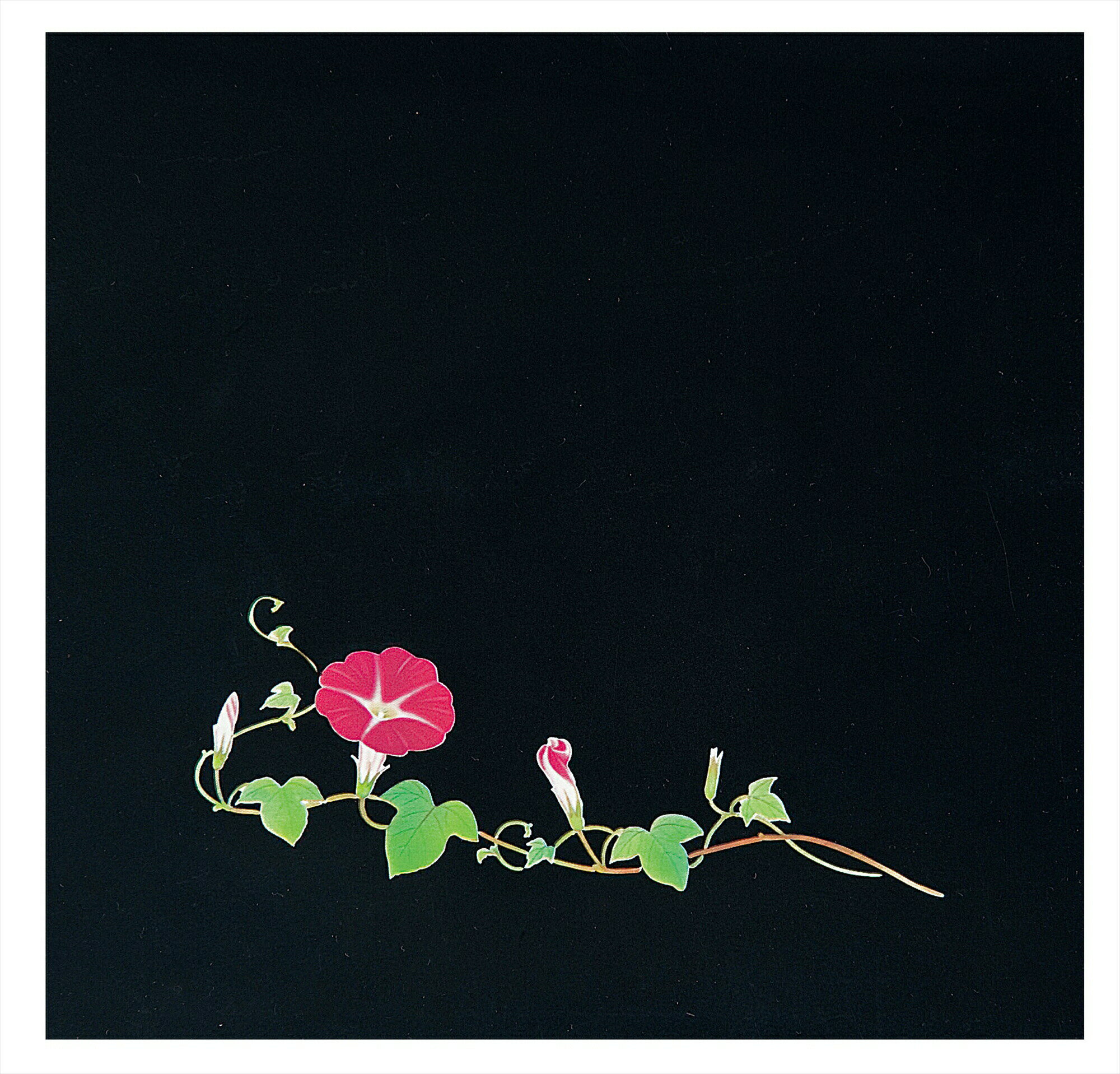 OPクリア四季　朝顔（200枚入） OS−12−8