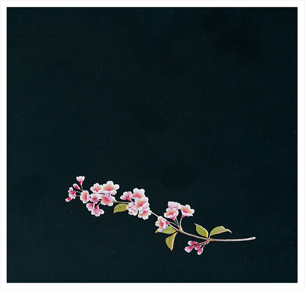 OPクリア四季　桜（200枚入） OS−15−6