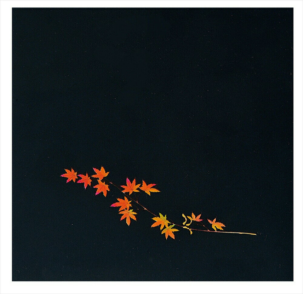 OPクリア四季　赤もみじ（200枚入） OS−15−9