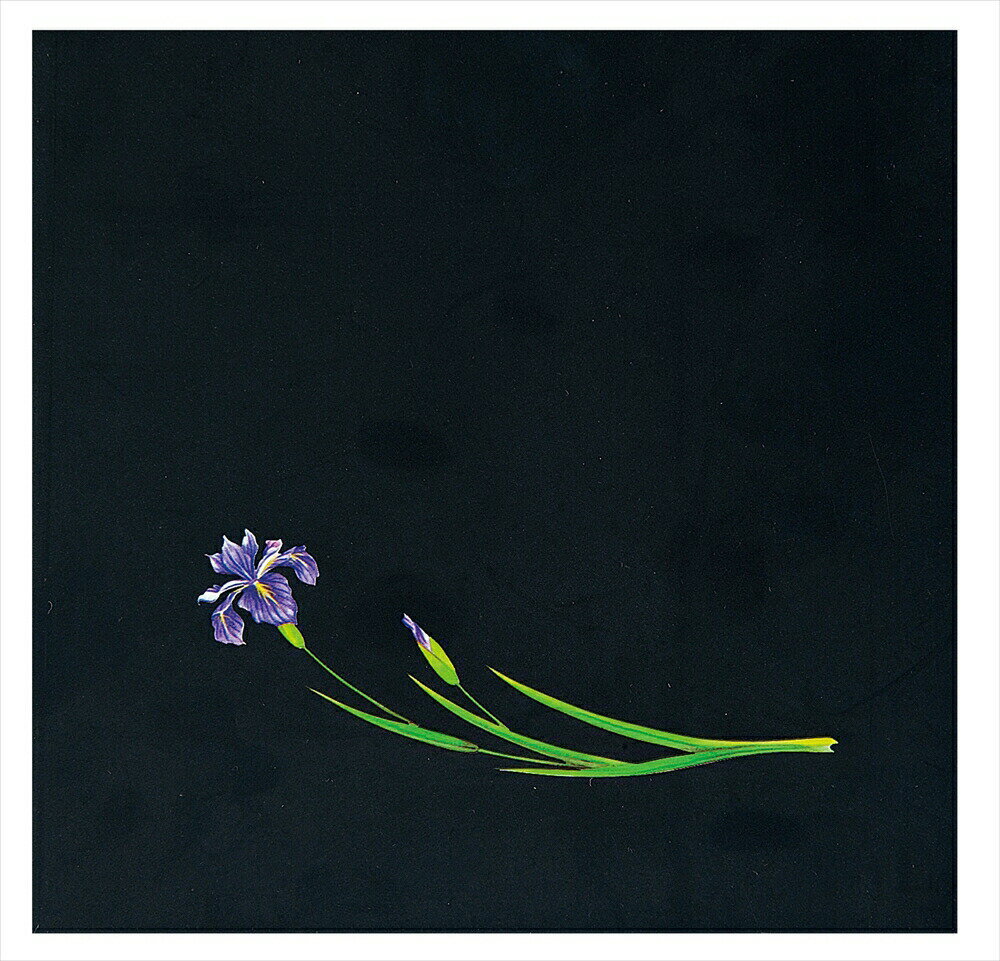 OPクリア四季　あやめ（200枚入） OS−18−7